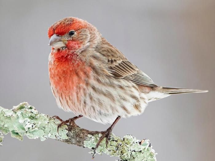 Songbird with streaky brown feathers