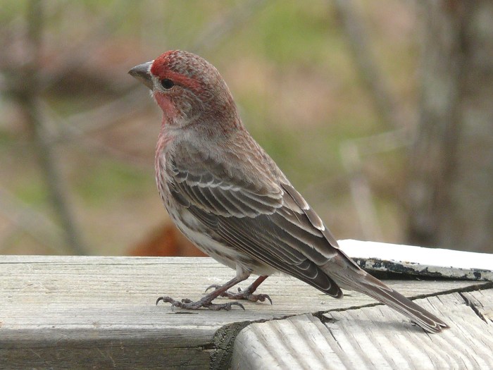 Songbird with streaky brown feathers