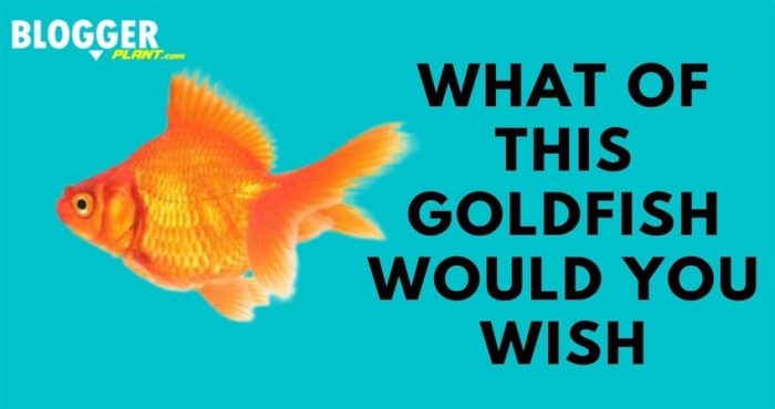 Goldfish lesson wish short would story preview