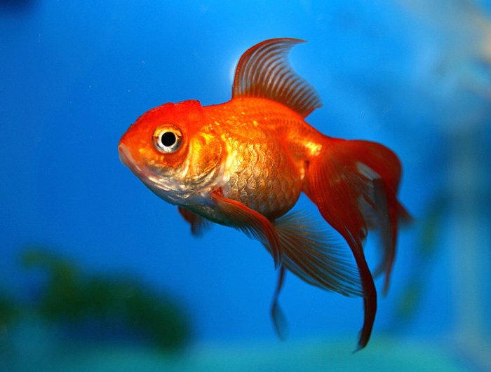 What of this goldfish would you wish pdf