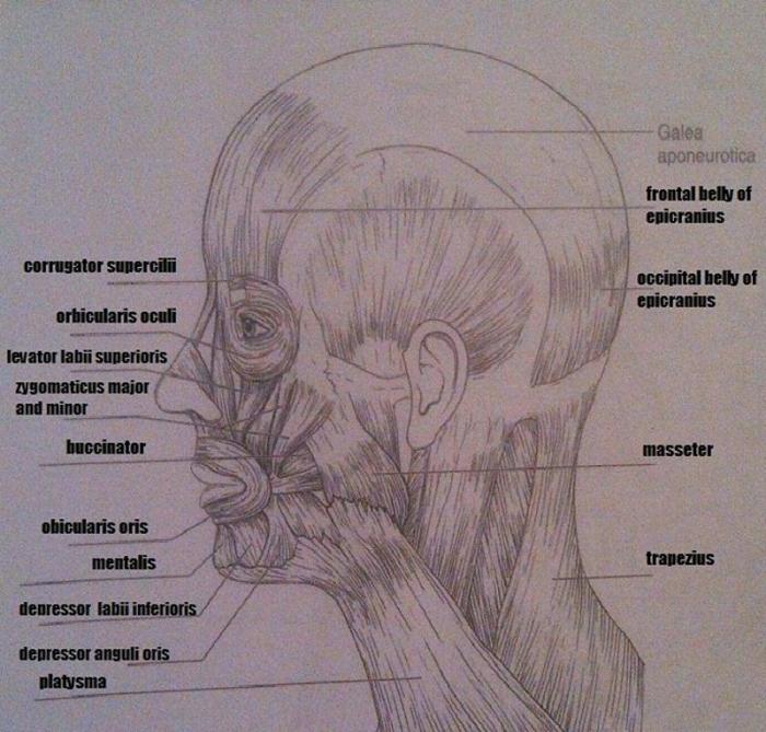 Exercise 13 review sheet gross anatomy of the muscular system