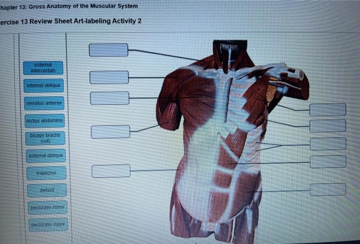 Limb muscle pgdn enter