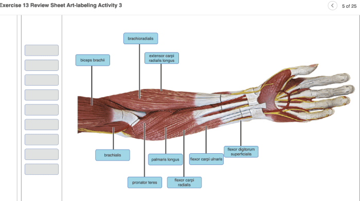 Exercise 13 review sheet gross anatomy of the muscular system